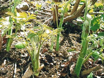 蔵王温泉民宿組合:宿と食の利久