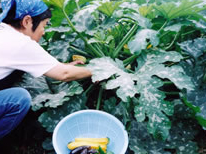 蔵王温泉民宿組合:山麓ヒュッテ