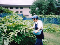 蔵王温泉民宿組合:山麓ヒュッテ